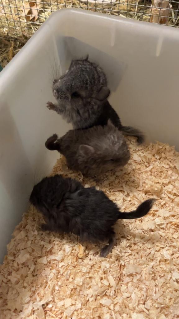 31/1 Héél tamme chinchilla’s curly en gendrager, Chinchilla, Januari, Meerdere dieren, Tam