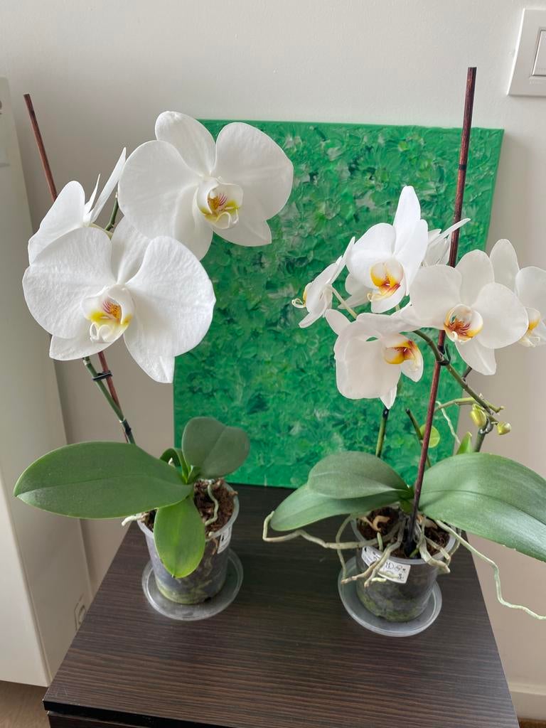 Orchidées blanches (pots pour orchidées aussi disponibles), Enlèvement