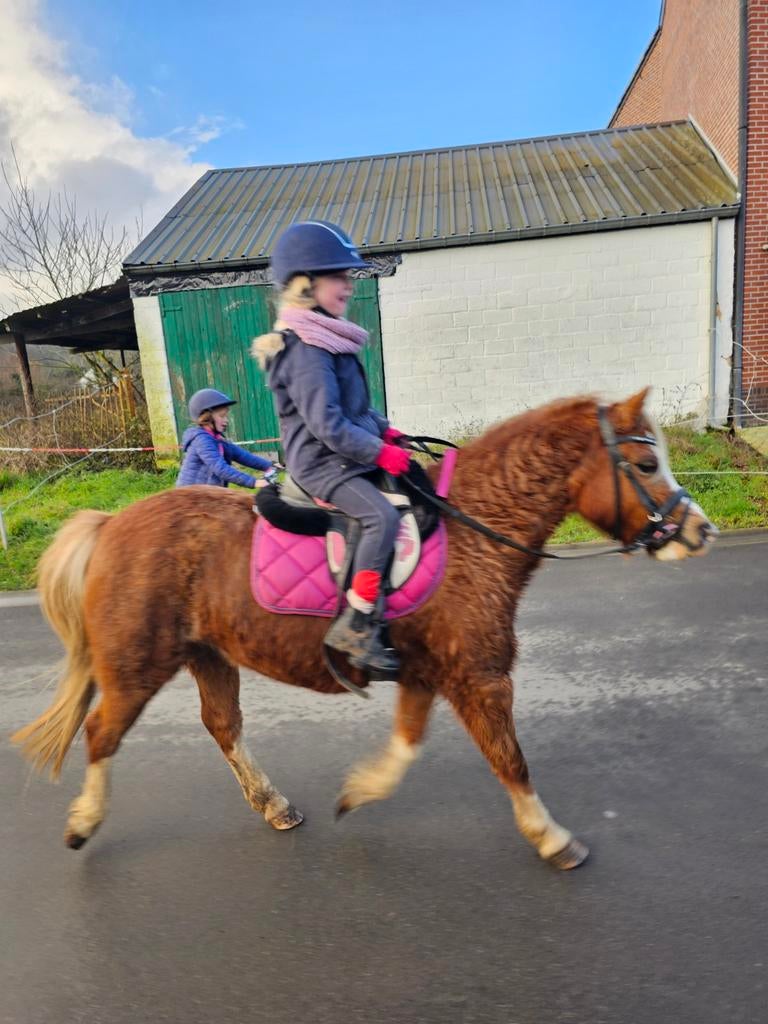 bijrijder / cavalier(e), Dieren en Toebehoren, M
