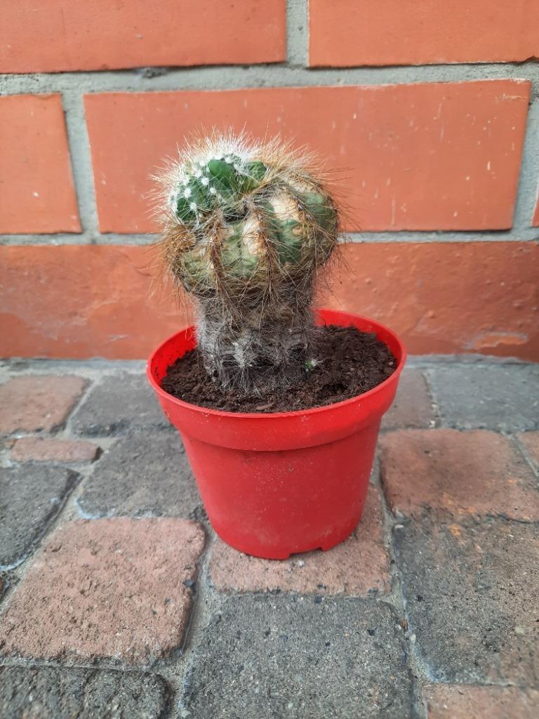 Cactus, Ophalen, Cactus, In pot, Minder dan 100 cm