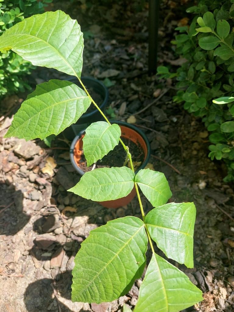 Boom okkernoot plantje, Tuin en Terras, Planten | Tuinplanten, Ophalen of Verzenden