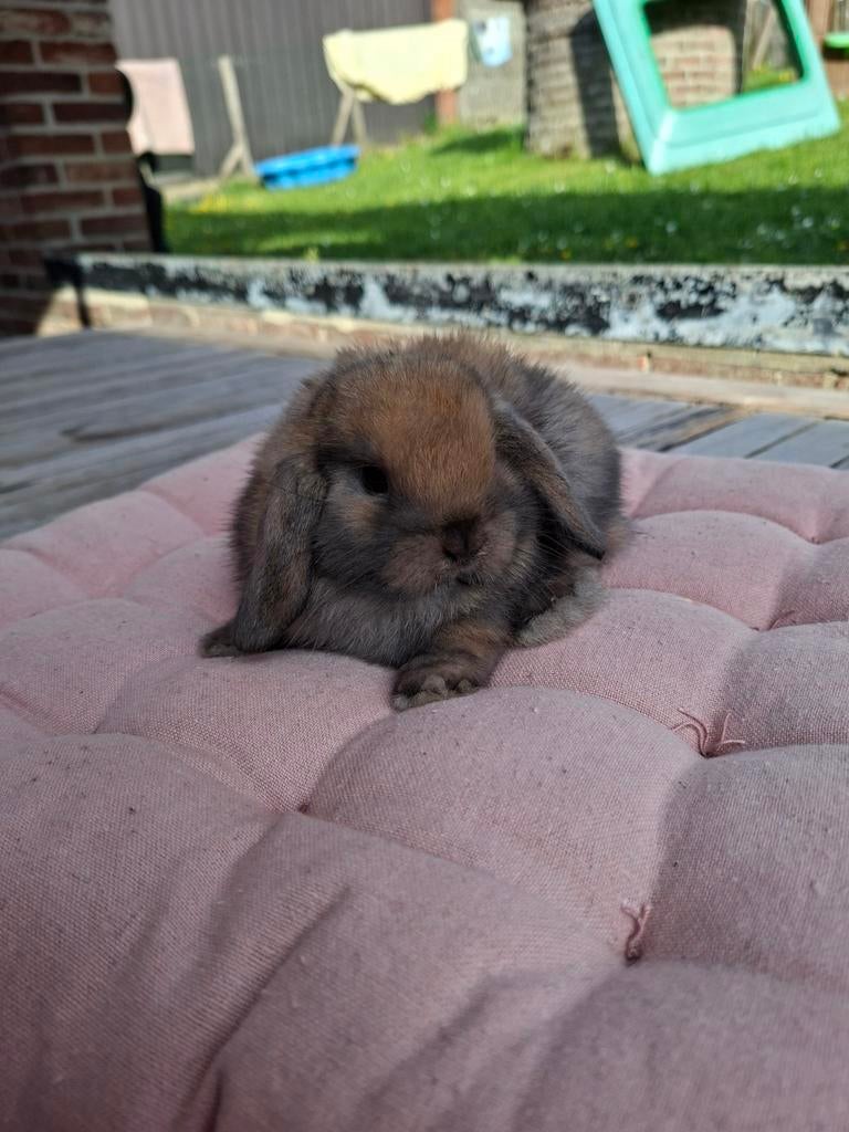 Lapins Minilop femelles, Animaux & Accessoires, Lapins, Petit