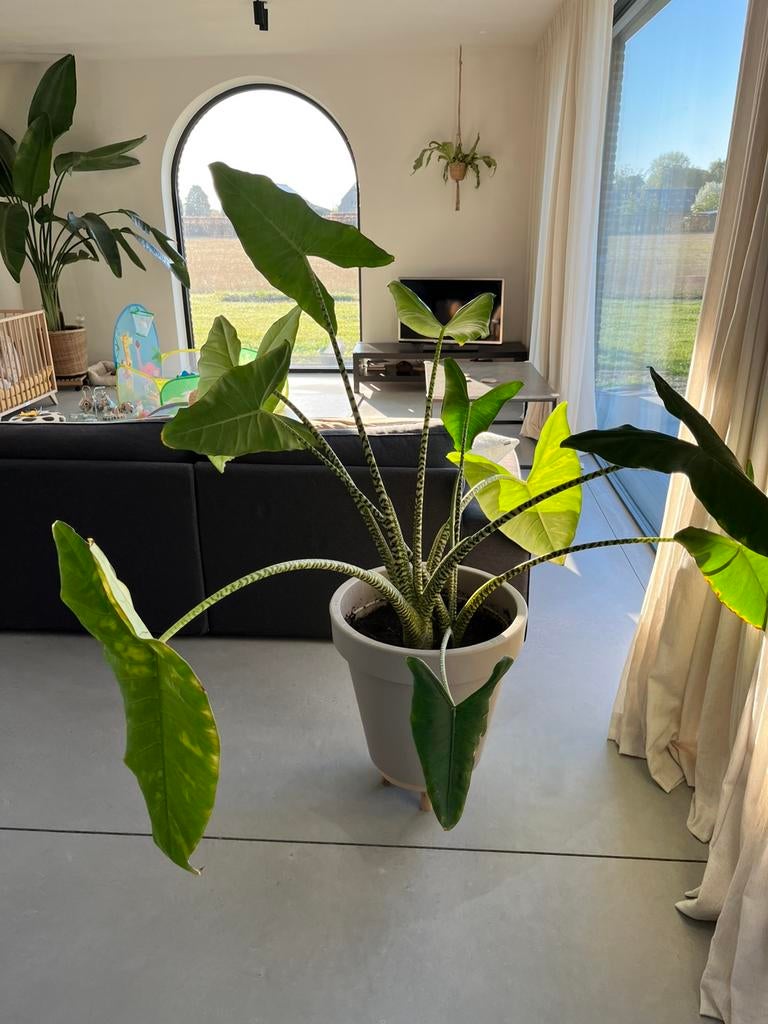 Zebrina incl pot, Ophalen