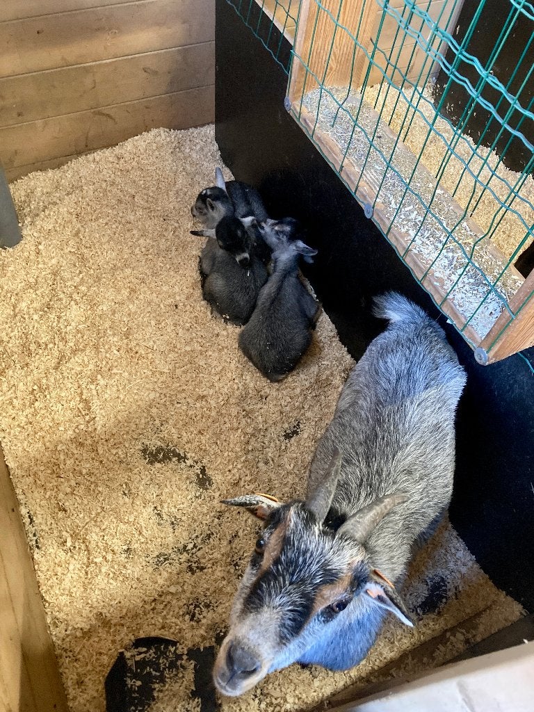 2 blauwschimmel tan dwerggeit miekes, Femelle, Chèvre, 3 à 5 ans
