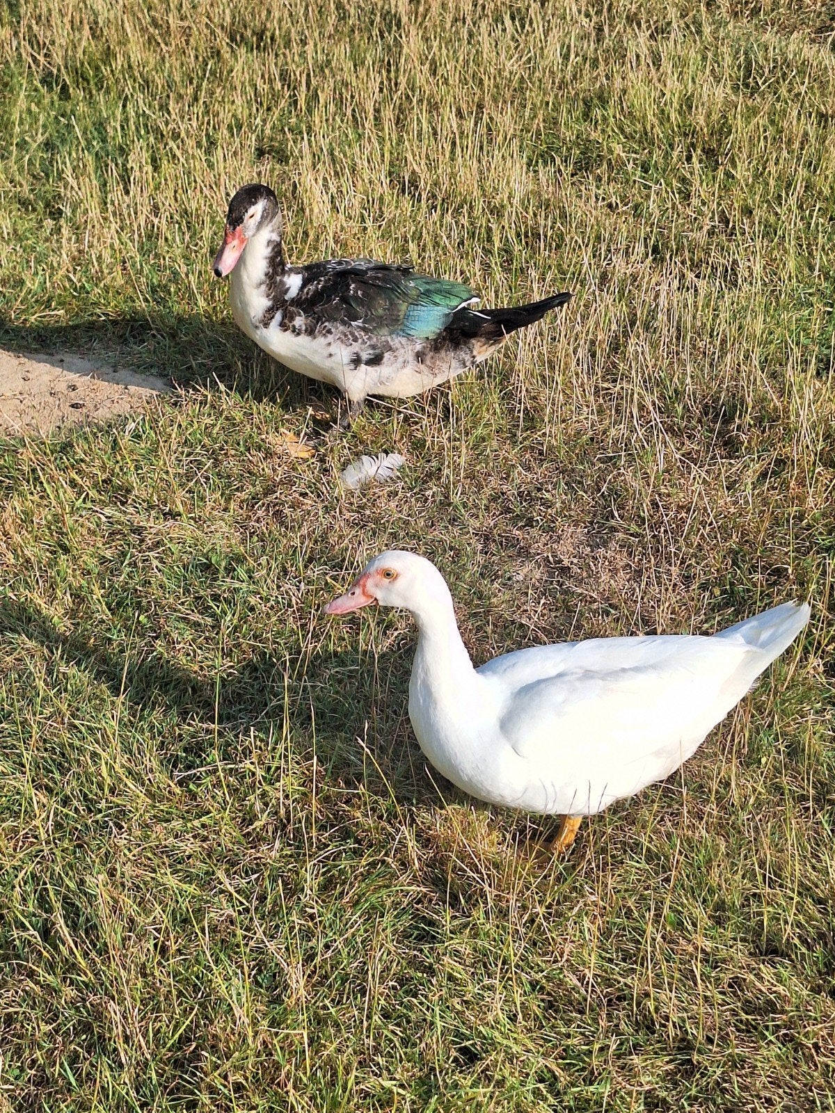 barbarie eenden, Dieren en Toebehoren, Meerdere dieren, Eend