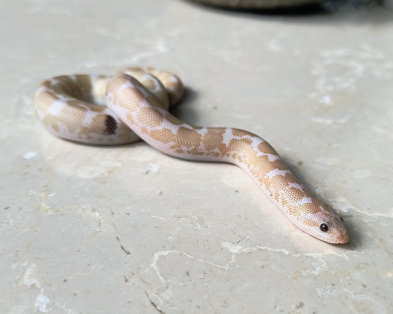 5 Keniaanse zandboa's (Eryx colubrinus) 3.2, Dieren en Toebehoren, Reptielen en Amfibieën, Slang