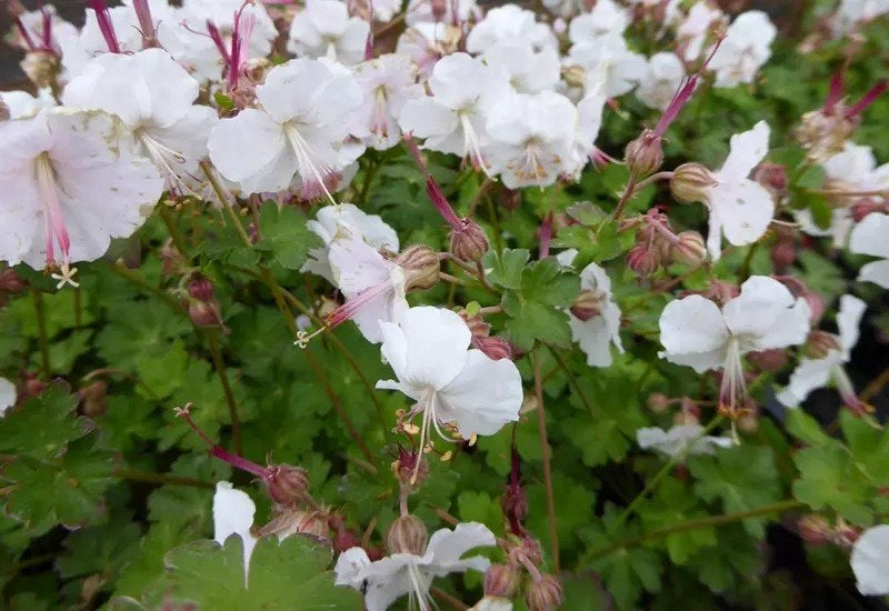Geranium biokovo, Jardin & Terrasse, Plantes | Jardin, Enlèvement