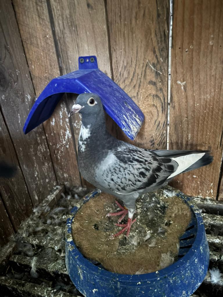 Jonge postduif 2026, Dieren en Toebehoren, Vogels | Duiven