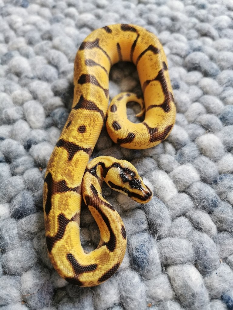1.0 Koningspython; pyhton regius; Super Enchi Pastel, Dieren en Toebehoren, Reptielen en Amfibieën, Slang, Tam, 0 tot 2 jaar