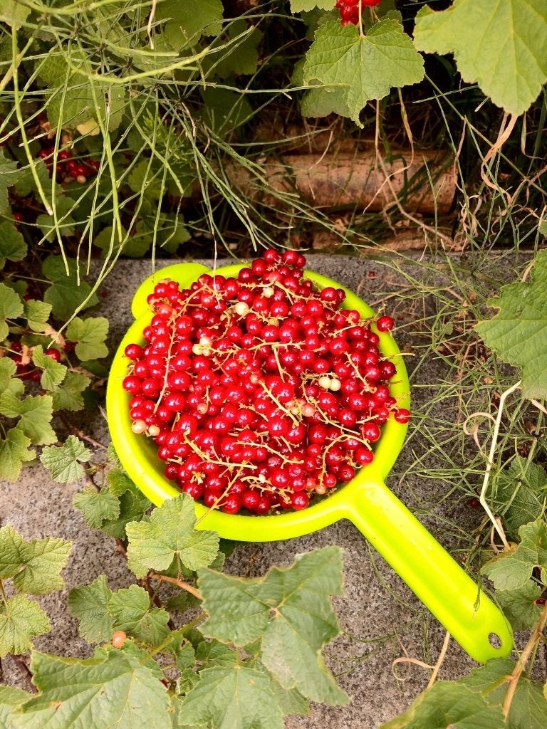 aalbessen - rode bessen - Biologisch fruit - ZELFPLUK, Ophalen
