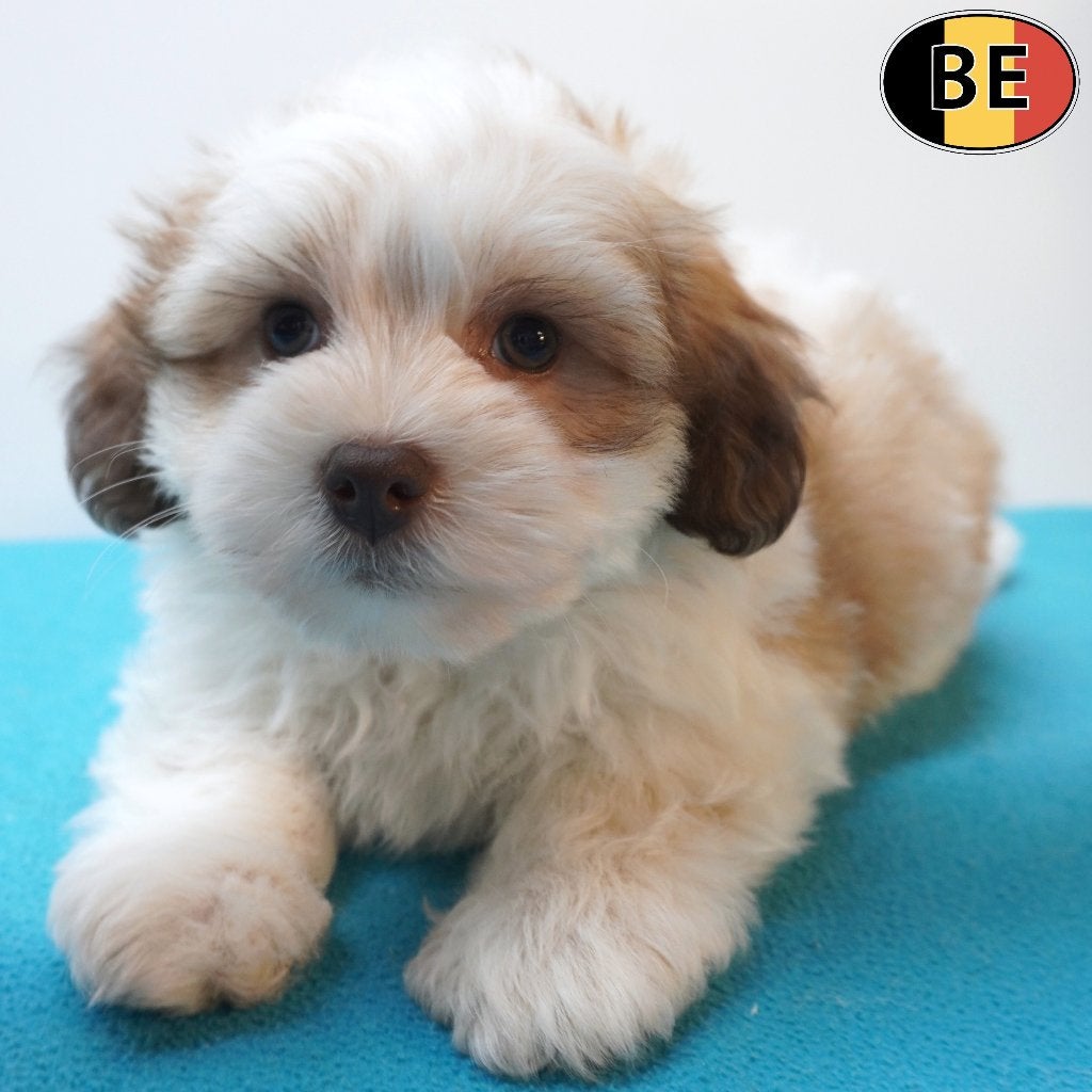 Bichon Havanais, chiots belges à vendre, Commerçant, Maladie de Carré (chiens), Autres races, 8 à 15 semaines