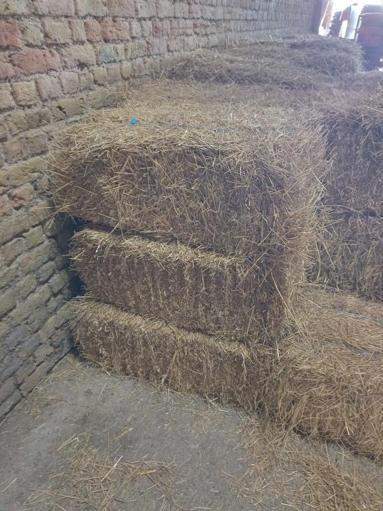 kleine balen hooi, Zakelijke goederen, Landbouw | Veevoer, Ophalen