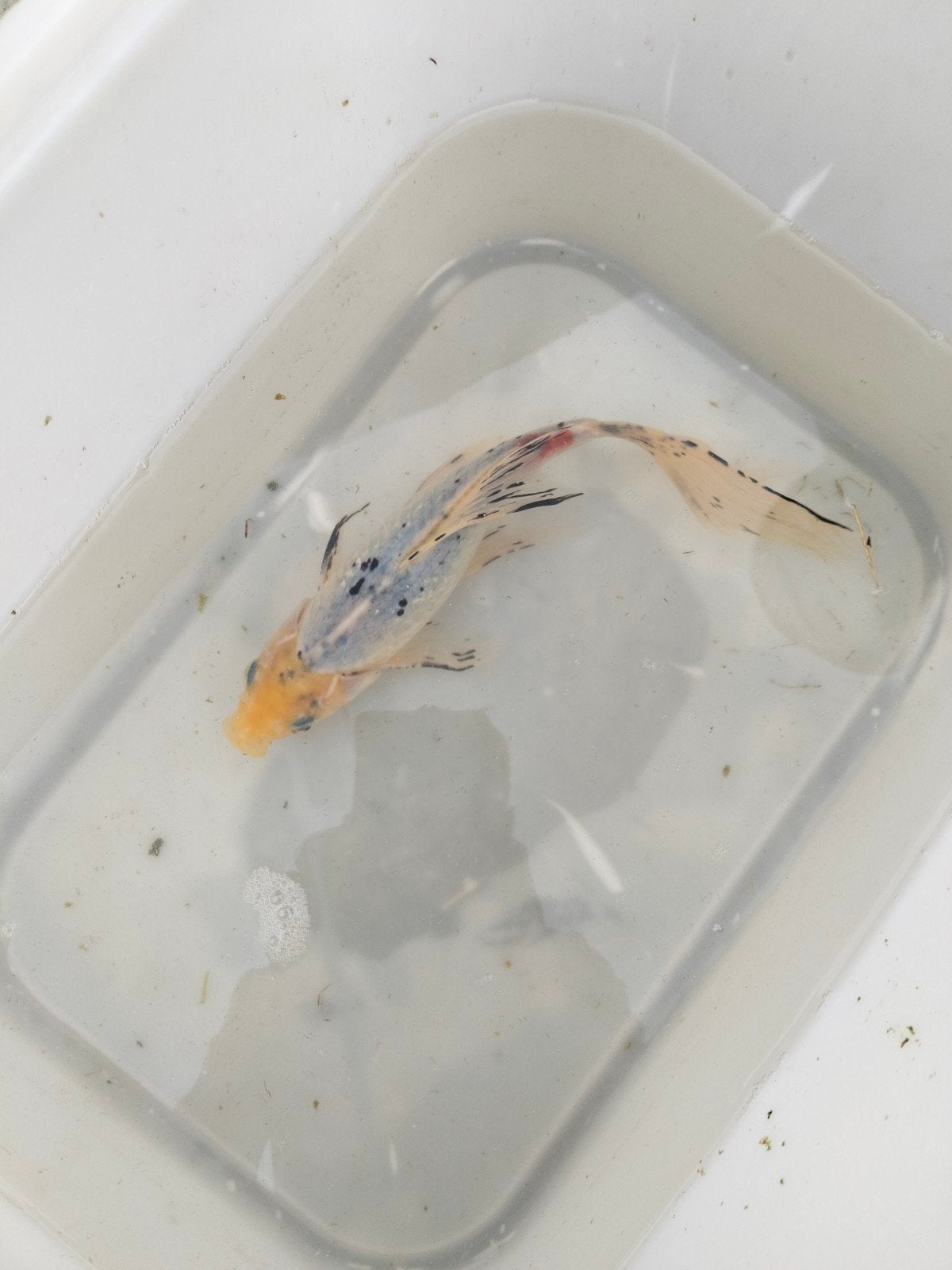 prachtige blauwe shubunkin, Dieren en Toebehoren