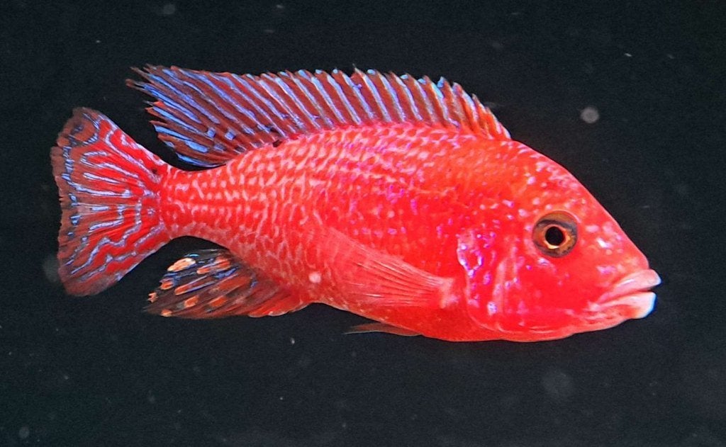 Fire fish Malawi cichlid man 13cm, Vis, Zoetwatervis