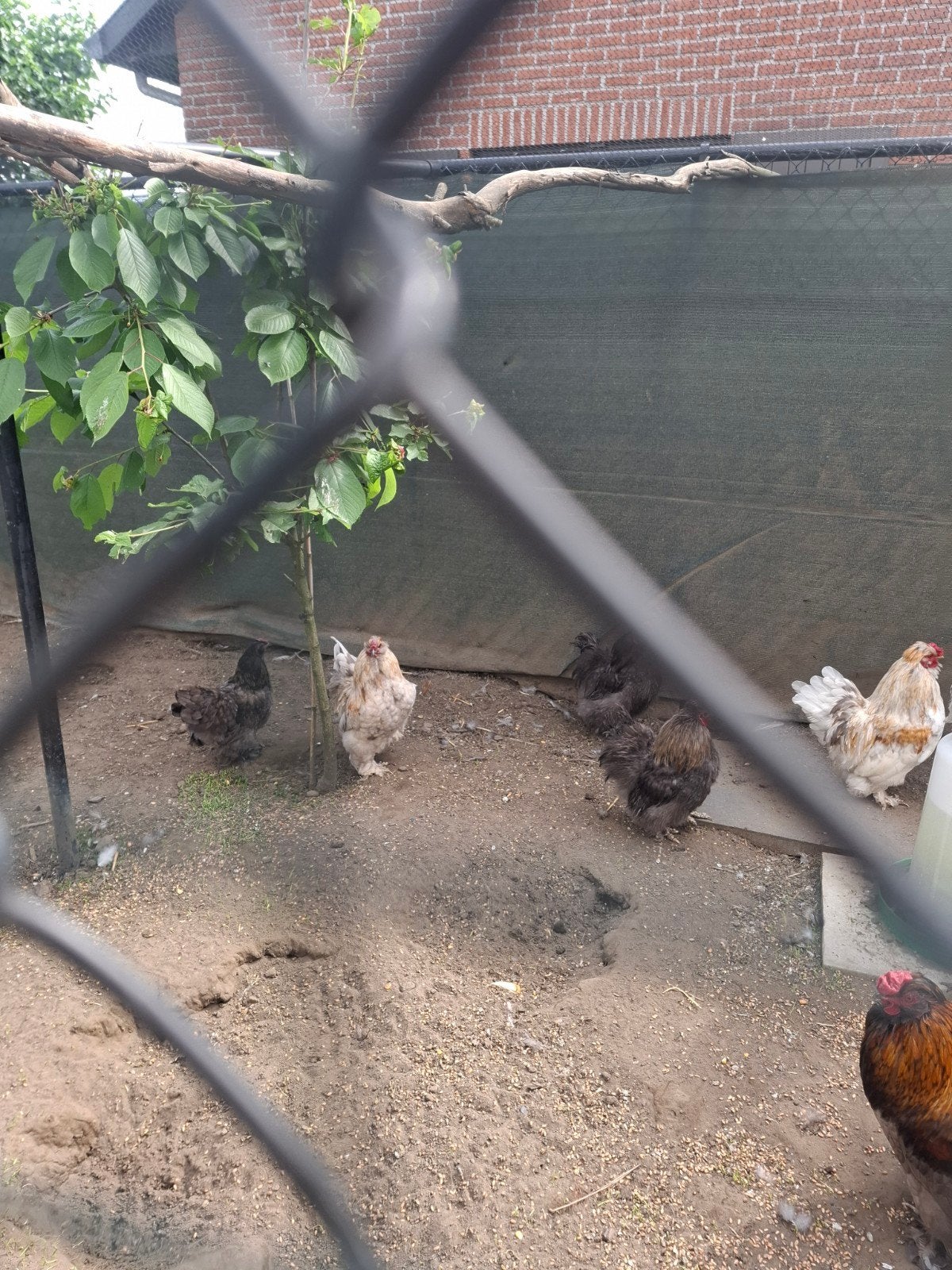 pluimvee, Dieren en Toebehoren