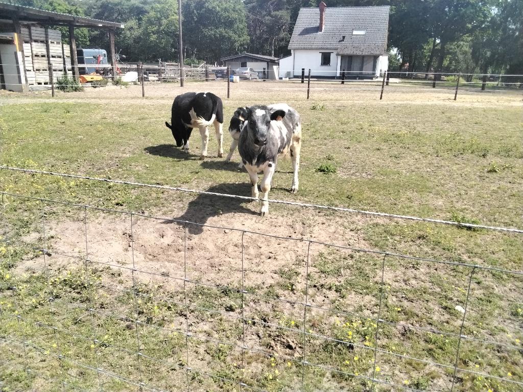 3 vaarzen, Dieren en Toebehoren, Runderen, Vrouwelijk, 0 tot 2 jaar