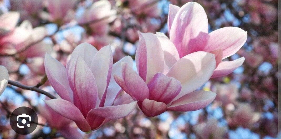 Magnolia lichtroze , 2m jonge boom/struik, Tuin en Terras, Ophalen