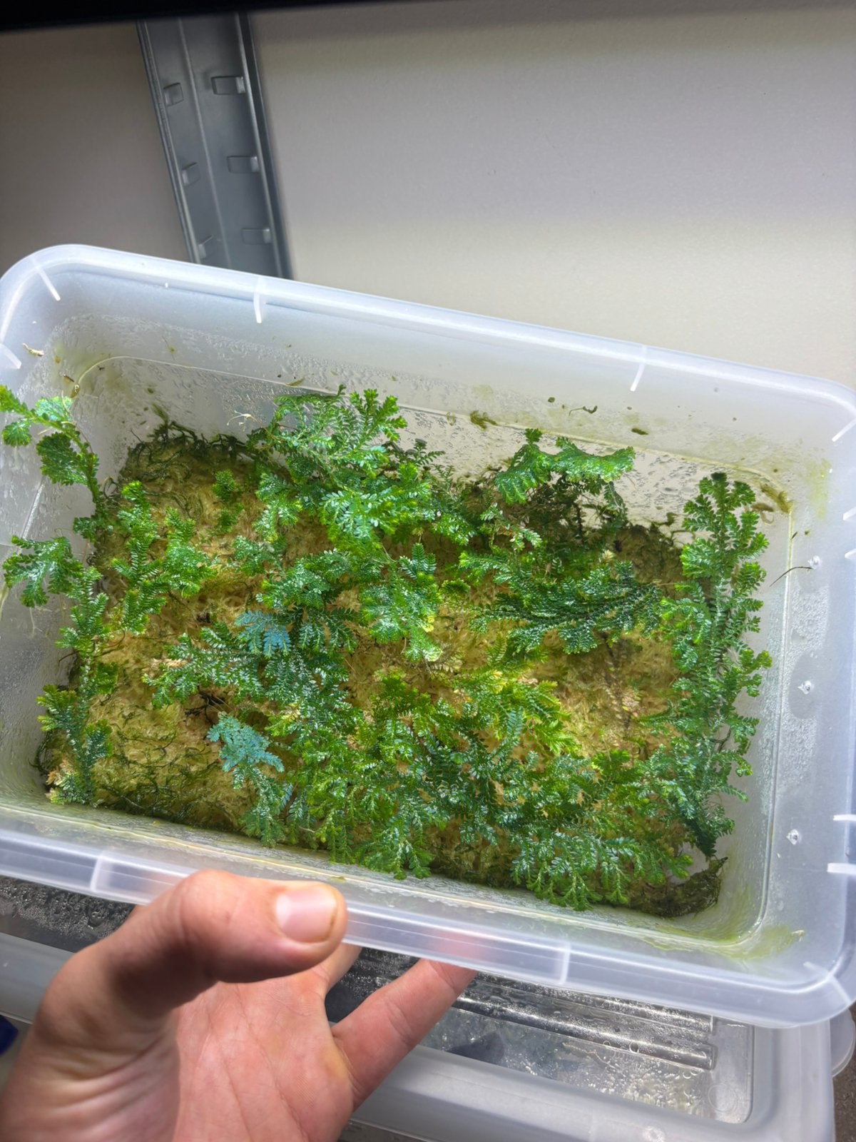 Selaginella uncinata, Ophalen of Verzenden, Nieuw, Tak, Plant, Rots of Steen