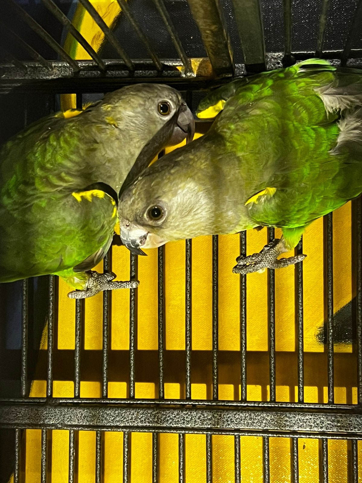 (NL) 1-1 Bruinkop papegaaien 2024, Dieren en Toebehoren, Meerdere dieren, Papegaai, Geringd