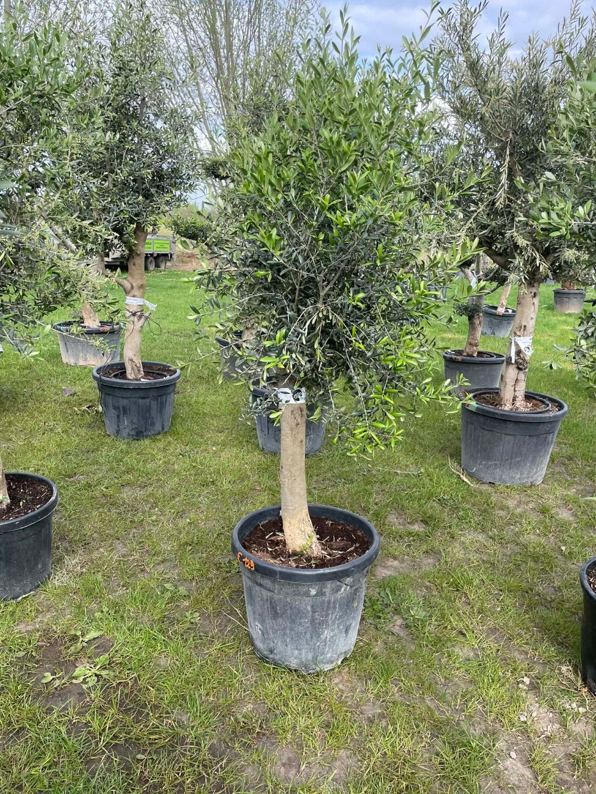 ‼️prachtige olijfbomen olea europaea aan stuntprijzen‼️, Enlèvement