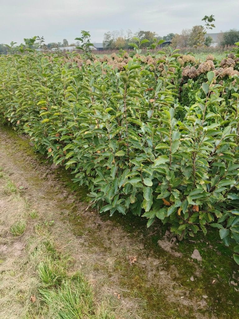 meerstammige bomen magnolia amelanchier cornus, 100 à 250 cm, Plein soleil, Autres espèces, Enlèvement