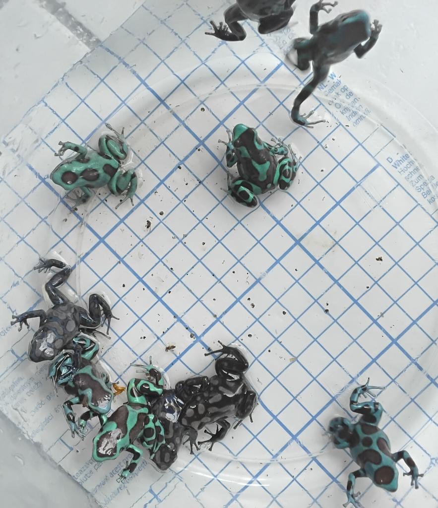 Gifkikker kikker dendrobate auratus, Amfibie, 0 tot 2 jaar