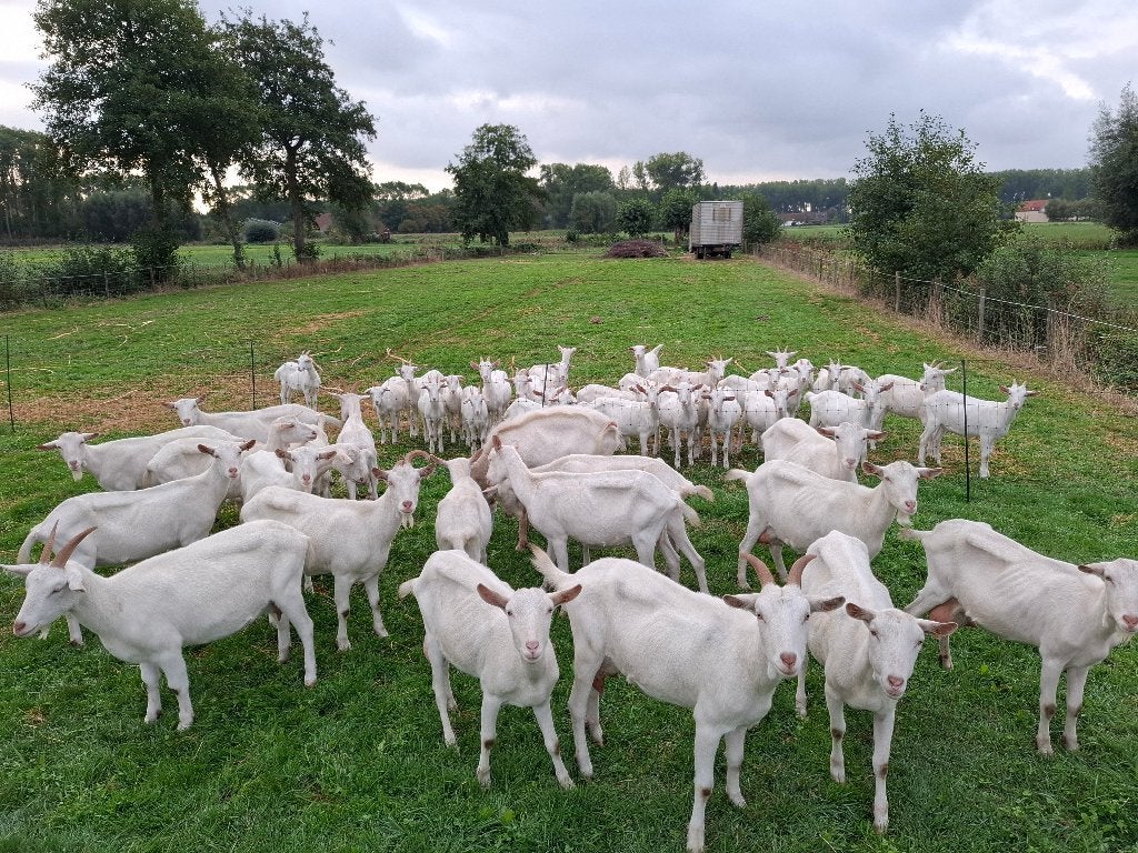 Melkgeiten, Mai, Plusieurs animaux