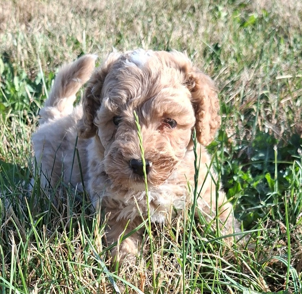 Poedel, Chien (mâle), Caniche, Belgique, Un chien