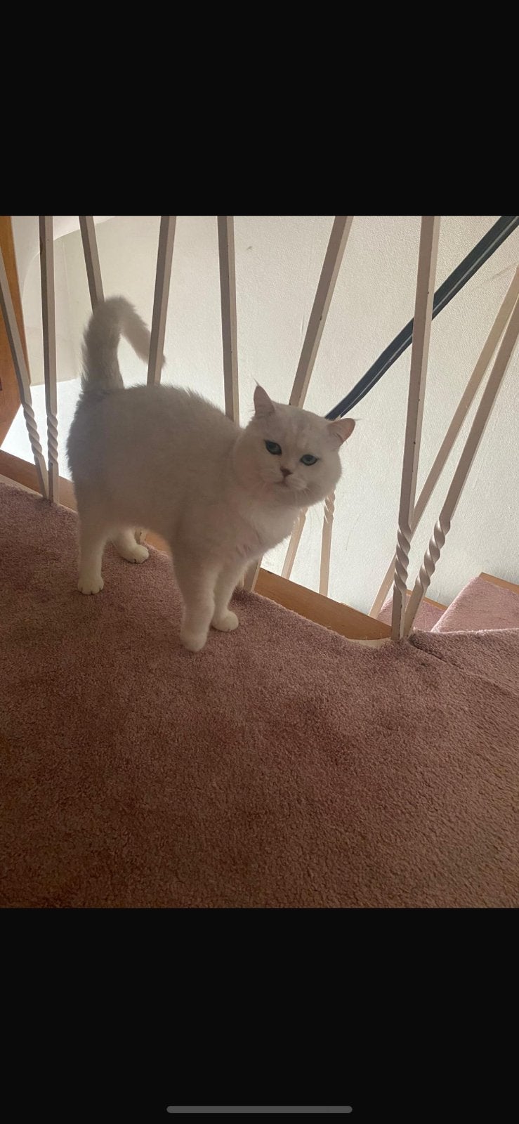 Sylver British kater, Kater, Met stamboom, 0 tot 2 jaar