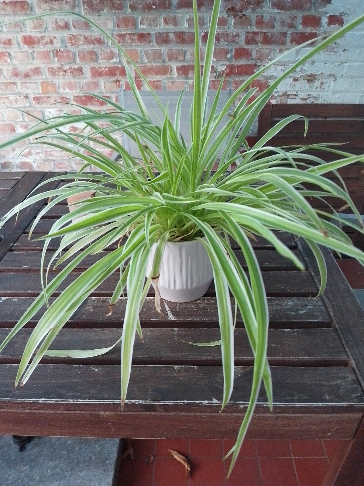 Graslelie met pot, Tuin en Terras, Vaste plant, Bloeit niet, Halfschaduw, Ophalen