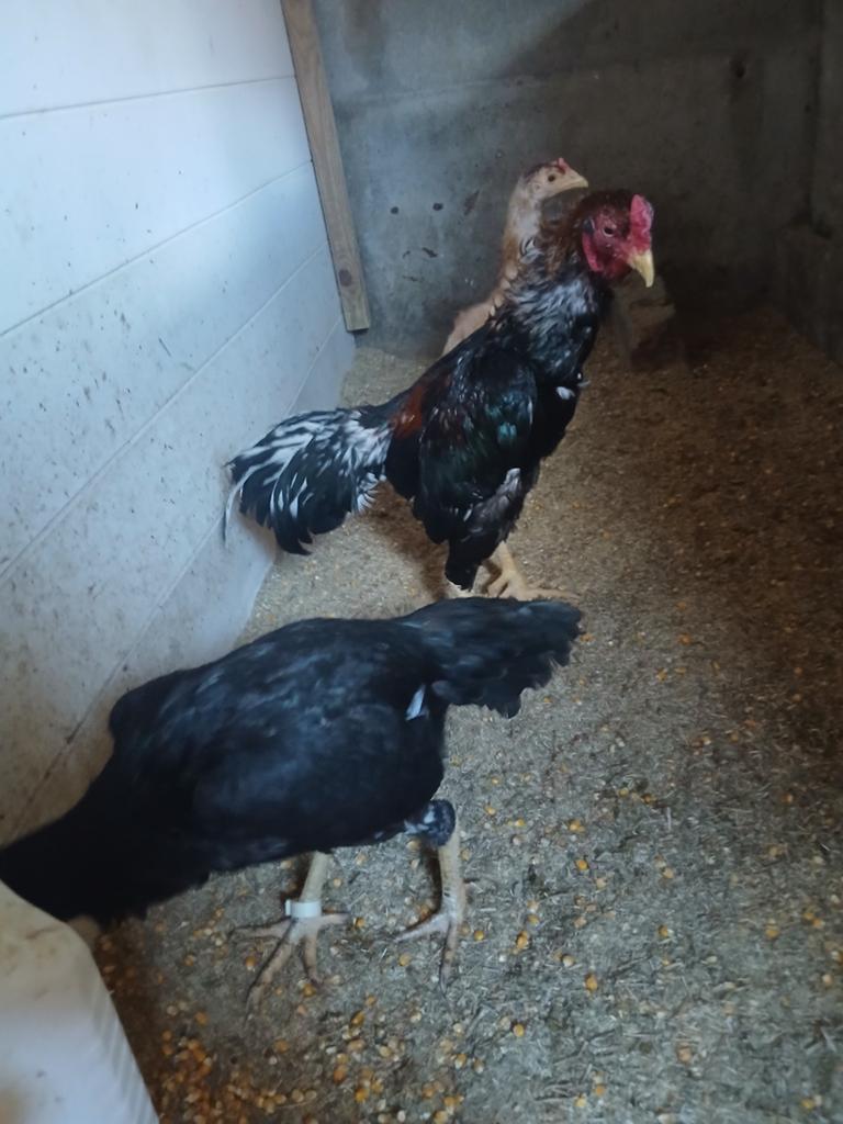 Joli trio reproducteur de singes, Poule ou poulet