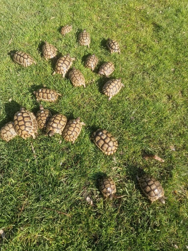 Griekse landschildpadjes Marginata, Dieren en Toebehoren, Schildpad, 3 tot 6 jaar