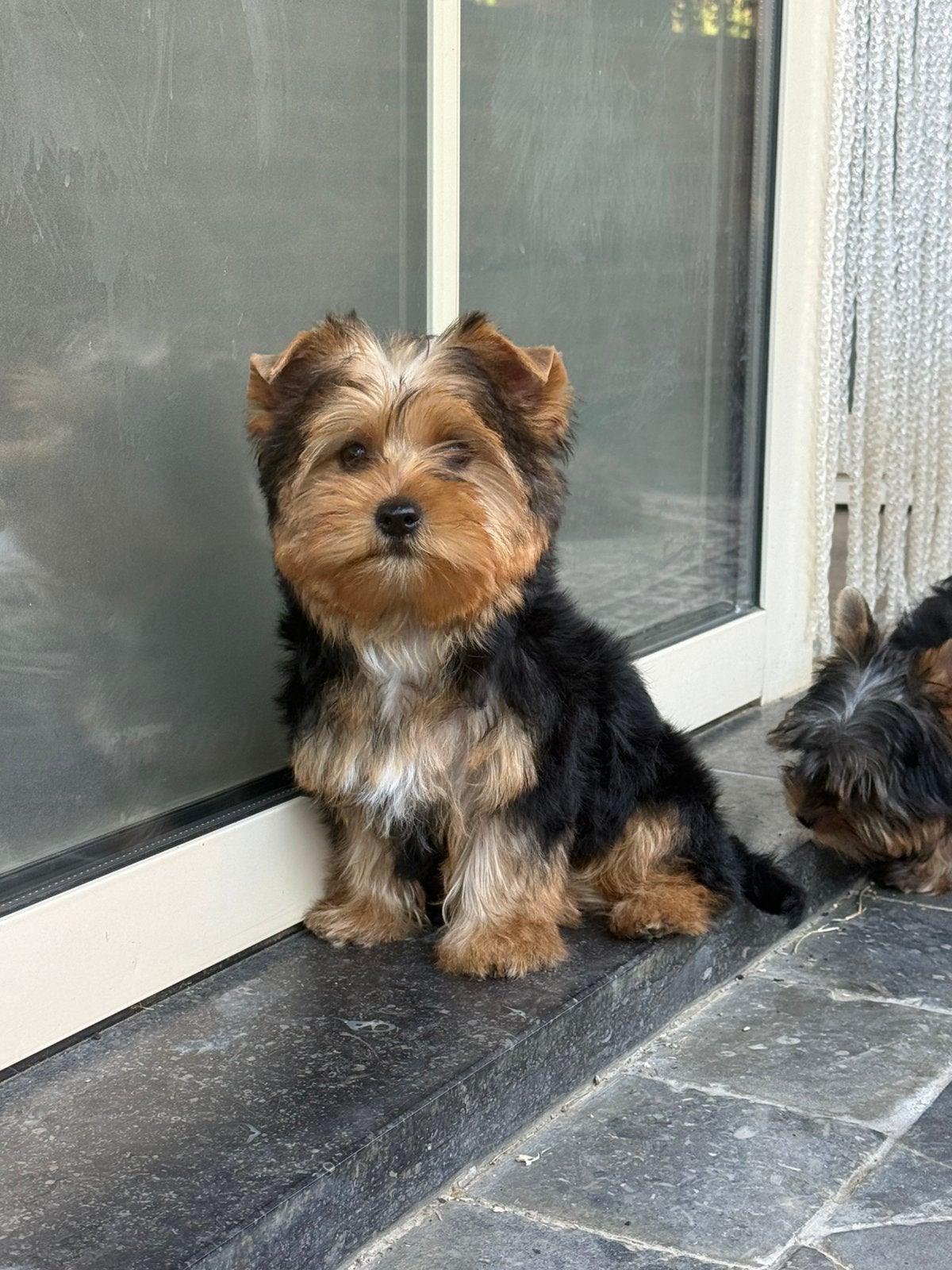 Yorkshire puppys, België, Overige rassen, CDV (hondenziekte), 8 tot 15 weken