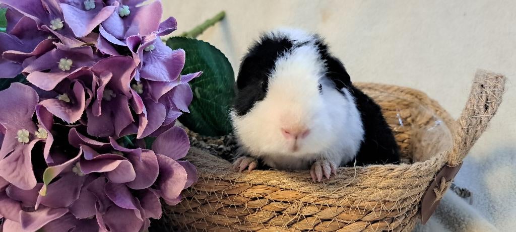Schattige US Teddy cavia, Dieren en Toebehoren, Februari, Mannelijk, Cavia