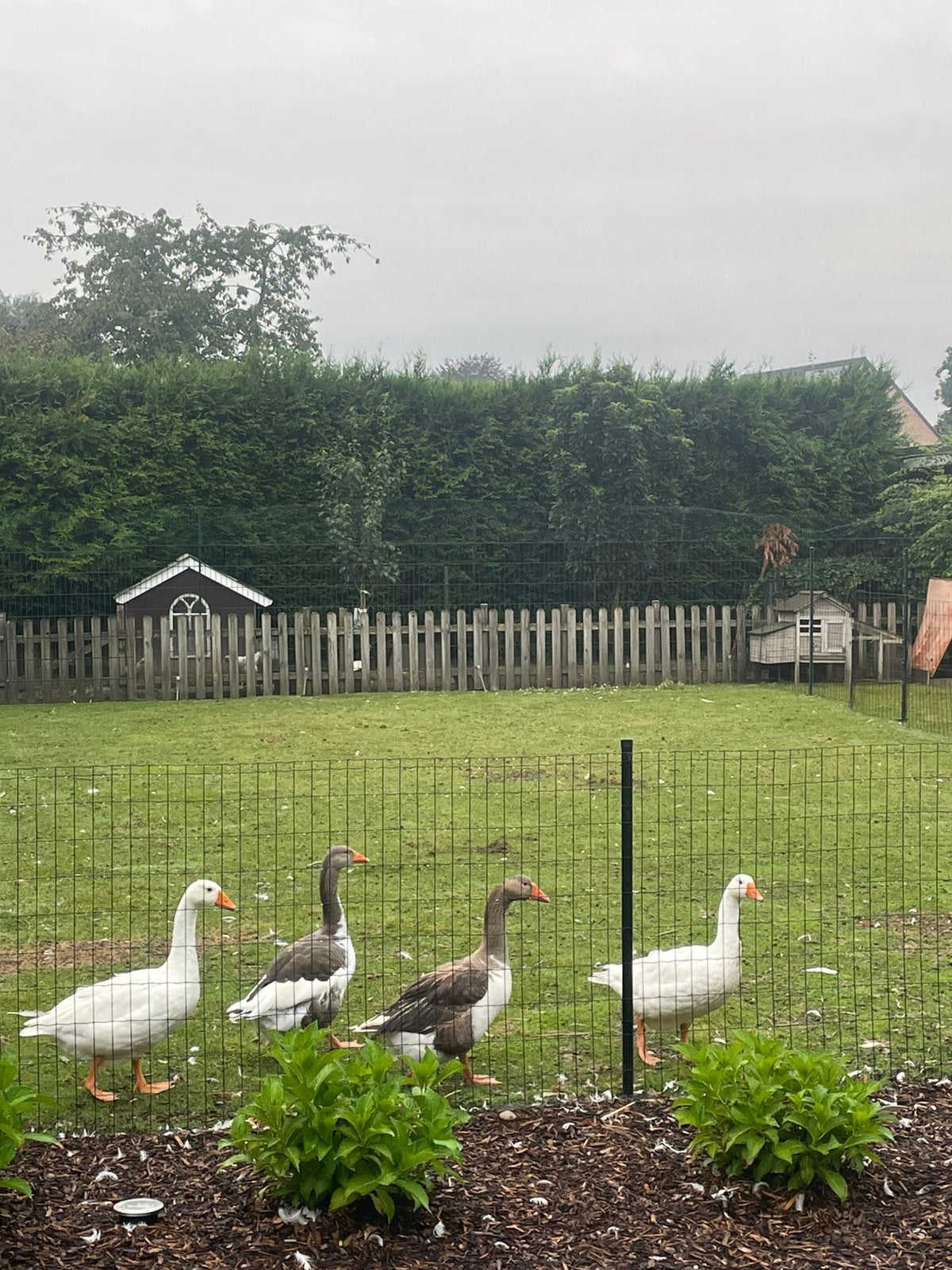 Kippen en 2 ganzen, Dieren en Toebehoren, Pluimvee