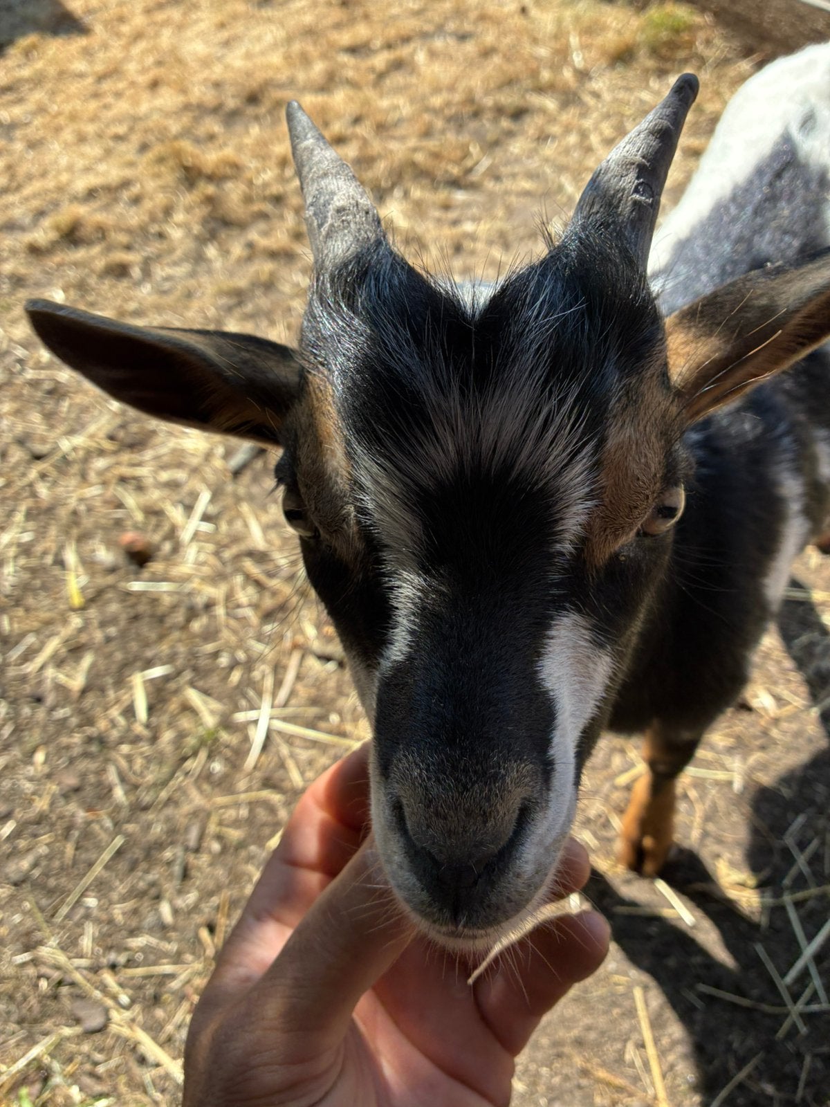 Zeer tam lief dwergbokje, Dieren en Toebehoren, Schapen, Geiten en Varkens