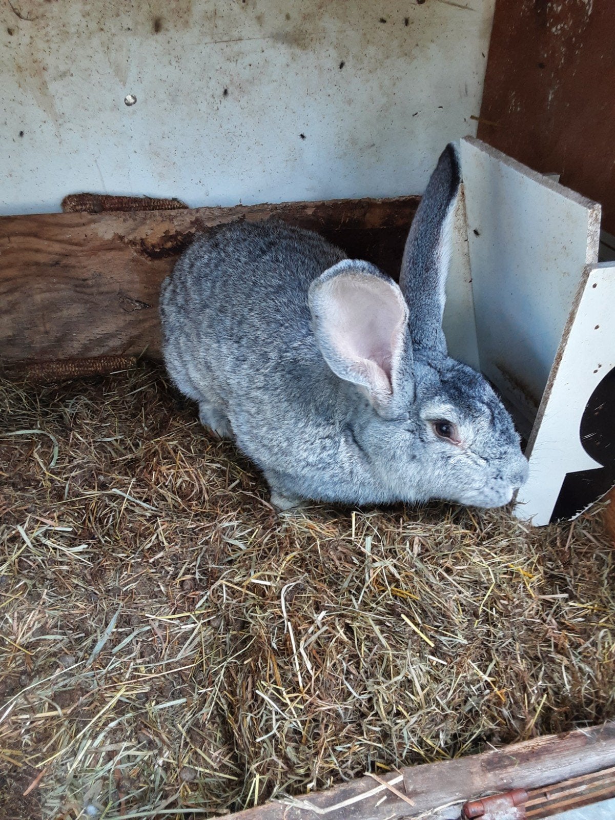 Vlaamse reus, Dieren en Toebehoren, Konijnen