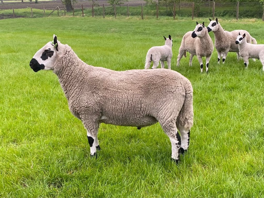 Kerry Hill ram, Mannelijk, Schaap, 0 tot 2 jaar