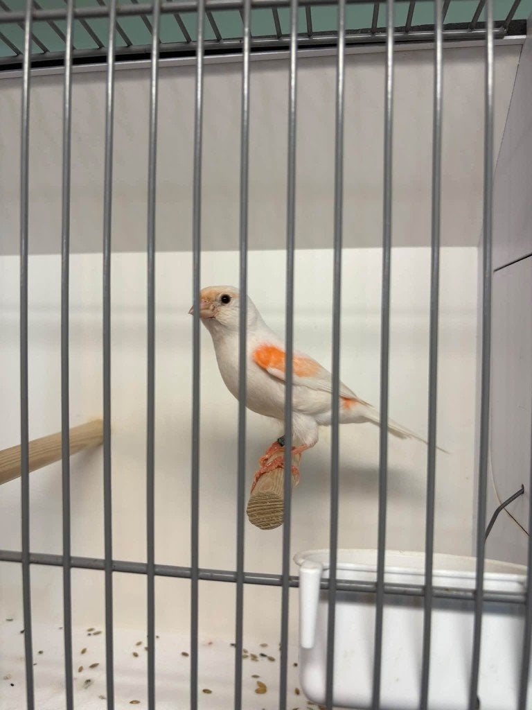 Kanarie, Dieren en Toebehoren, Meerdere dieren, Zangkanarie