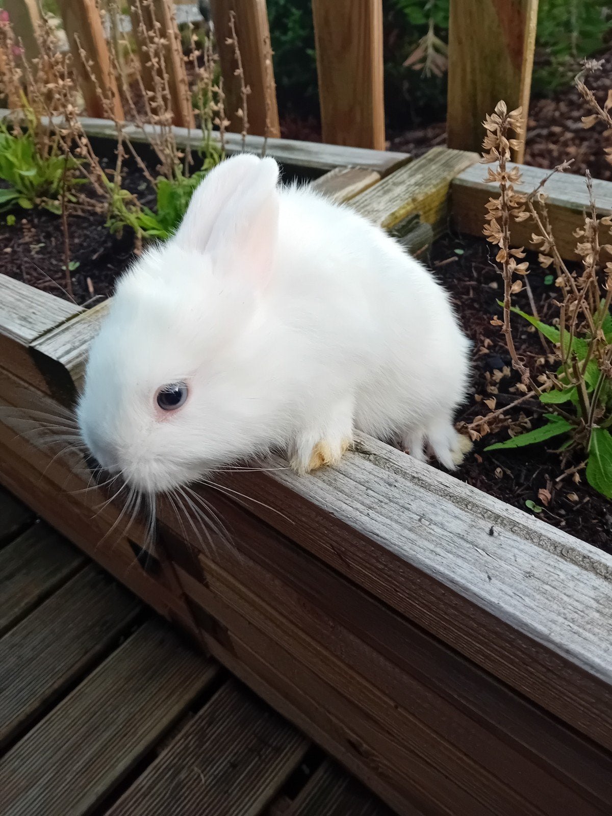 mooie kleurdwerg en teddy dwergkonijntjes, Dieren en Toebehoren, Konijnen
