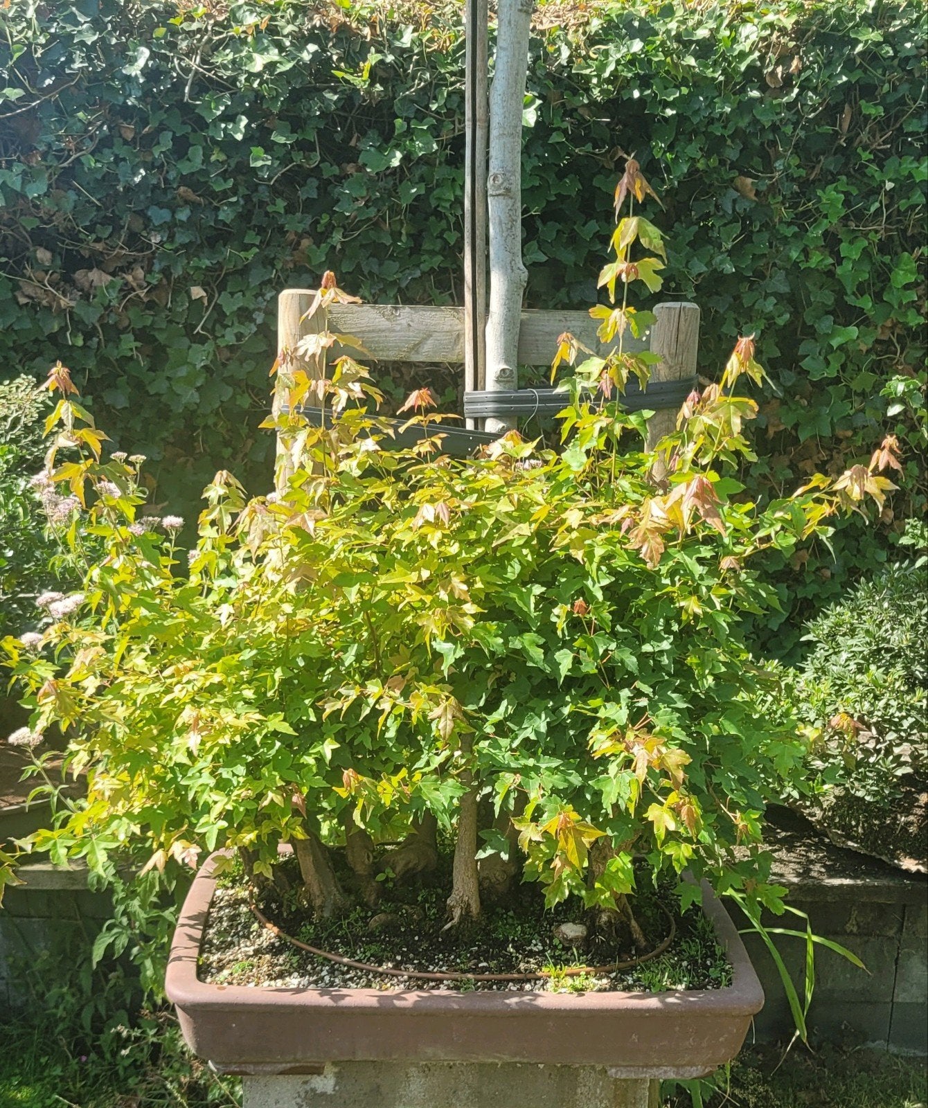 Bos van acer buergerianum bonsai, Tuin en Terras, Ophalen