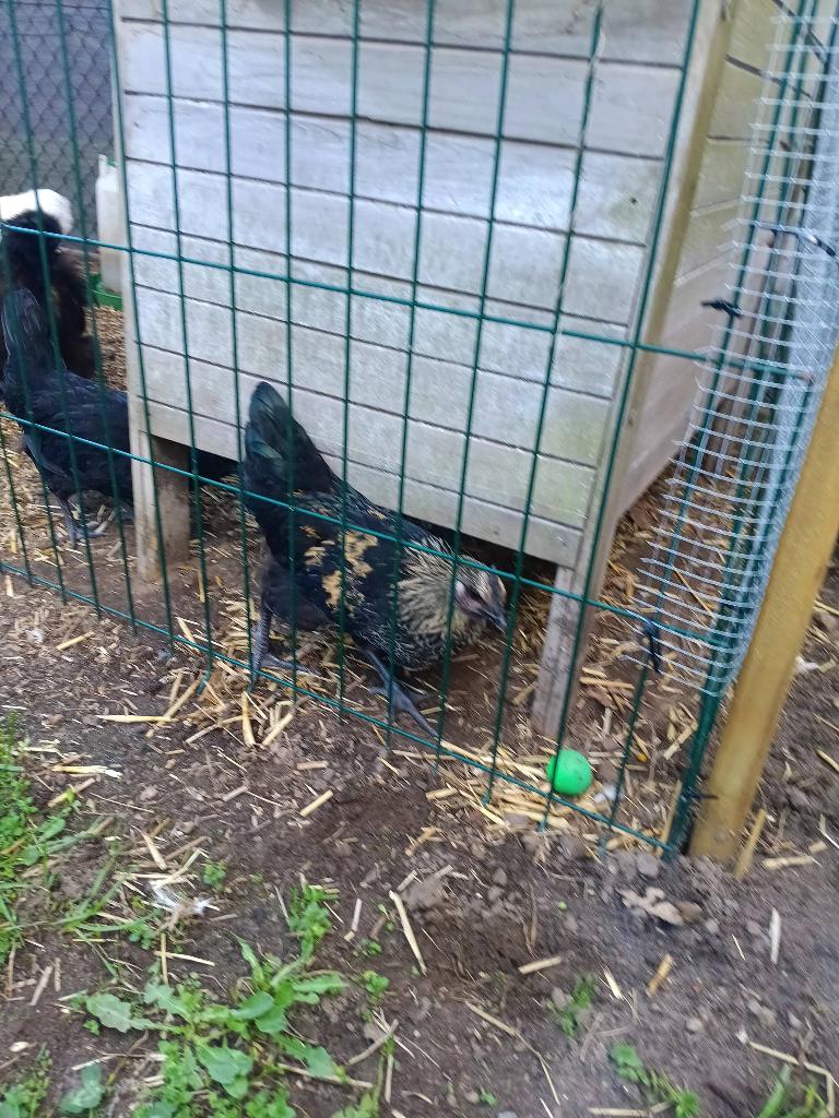 Ayam cemani haan gekruist, Dieren en Toebehoren, Pluimvee, Mannelijk, Kip
