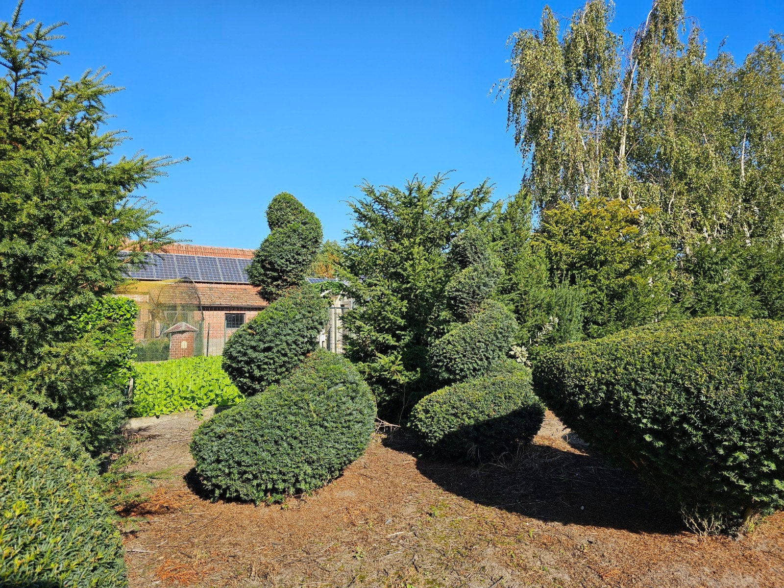 Taxus topiary spiraal, Tuin en Terras, Ophalen, In pot