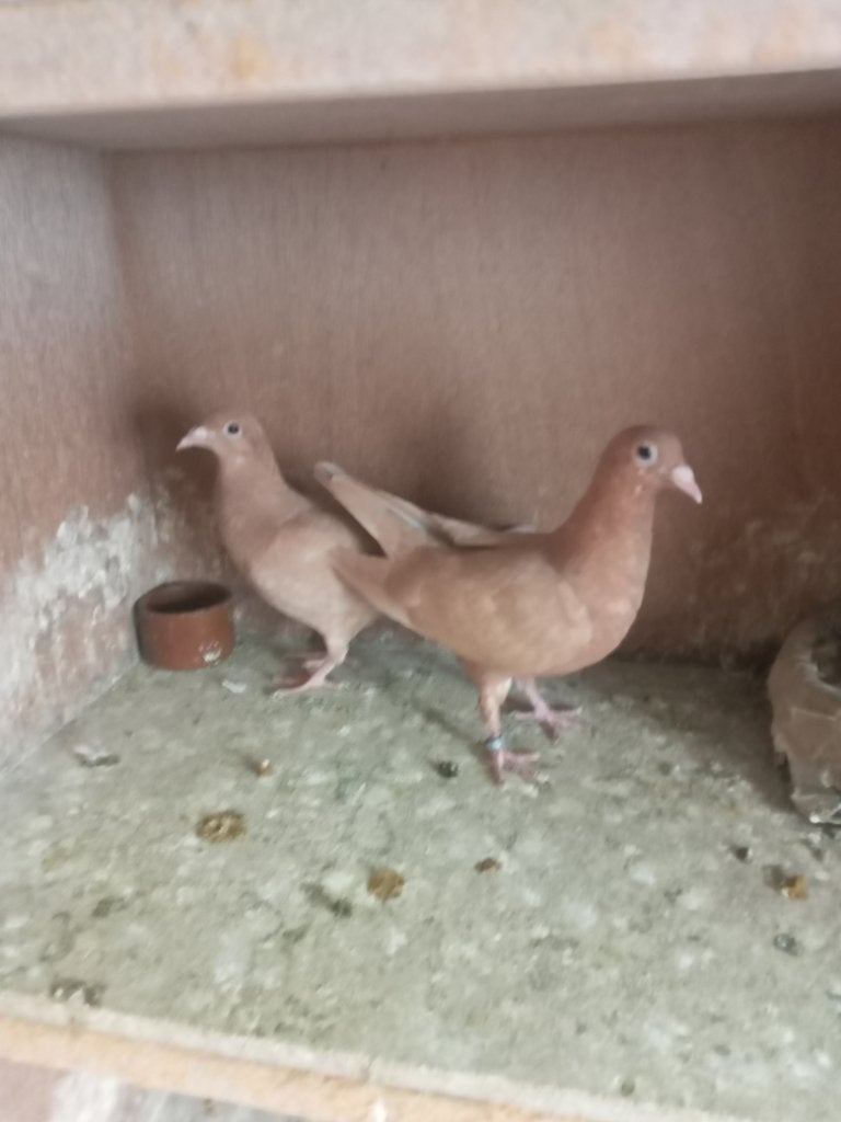Kleurpostduiven, Plusieurs animaux, Pigeon voyageur