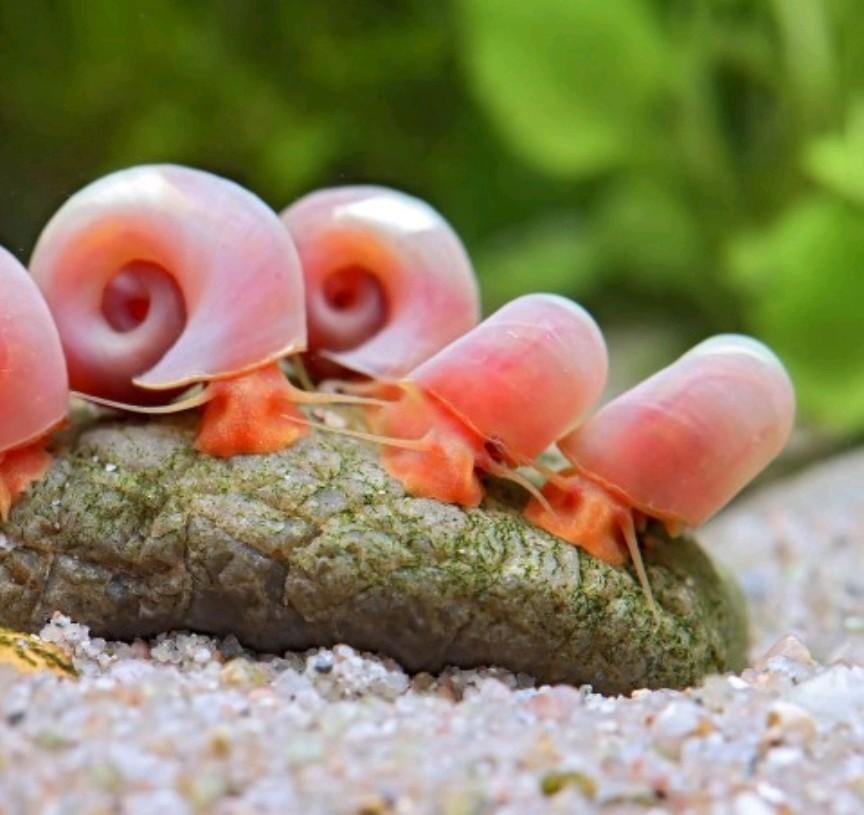 Roze posthoornslakken, Dieren en Toebehoren, Ophalen