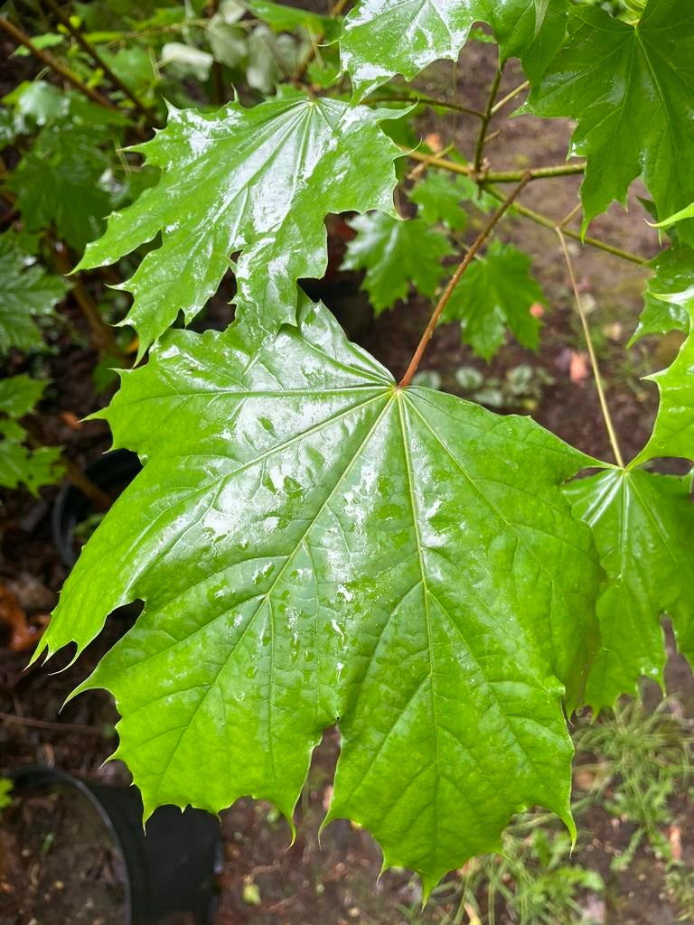 Bomen / struiken / bessen, Tuin en Terras, Planten | Bomen, Ophalen