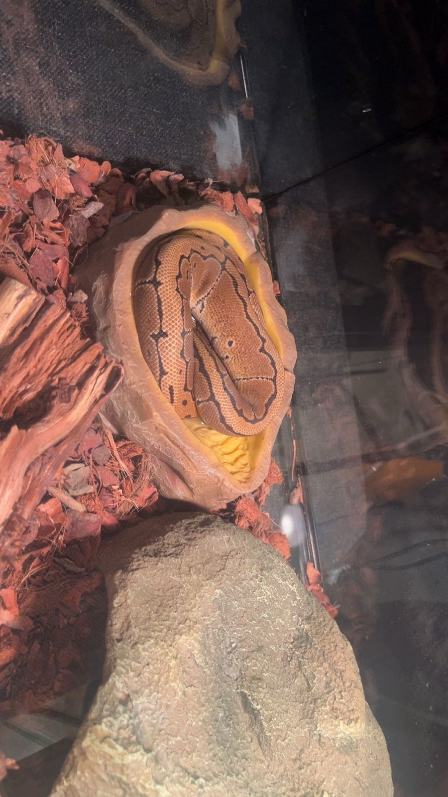 Ball pyton
