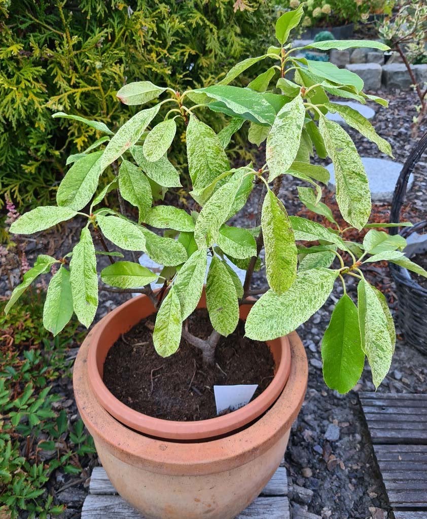 Photina Pink Crispy in pot gekweekt - zie omschrijving, Ophalen, Struik