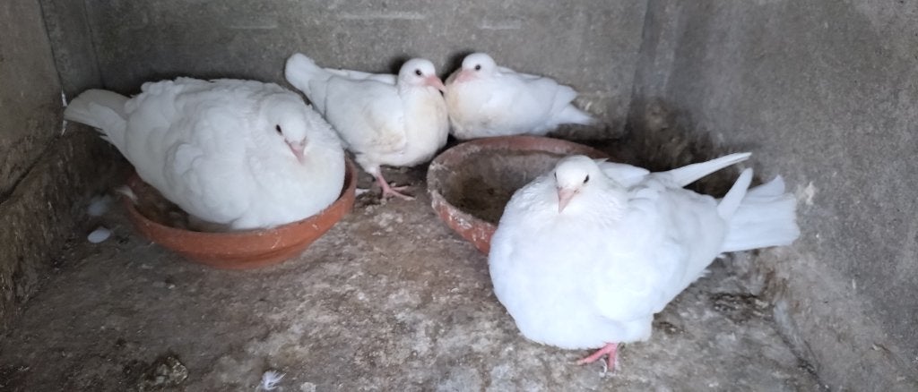 duiven , mirthys, titans, vleesduiven, Dieren en Toebehoren, Meerdere dieren, Overige soorten