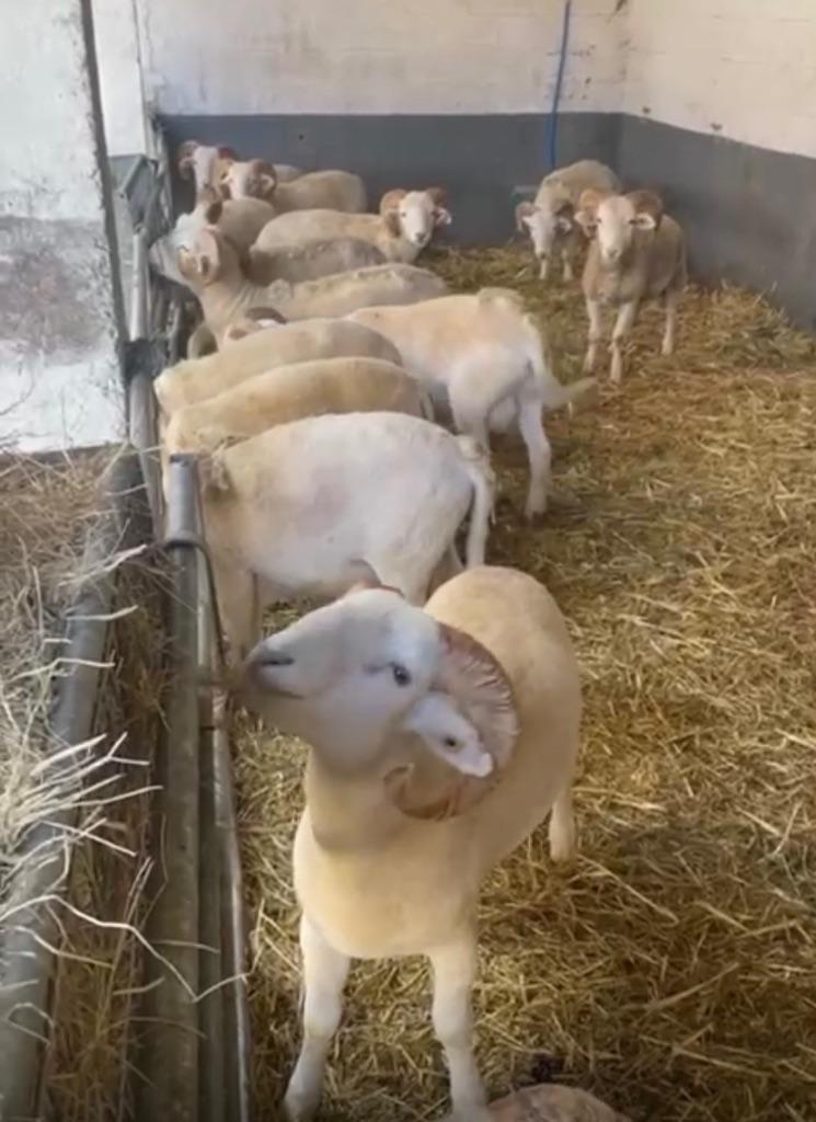 Schapen te koop voor offerfeest, Mâle, 0 à 2 ans